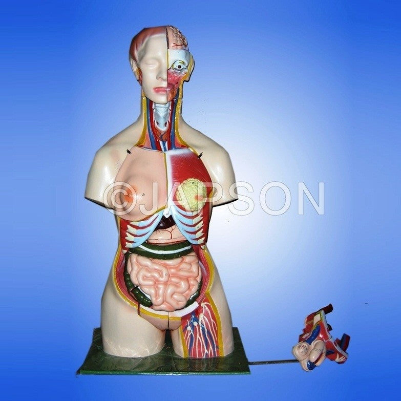 Human Torso with Interchangeable Sex Organs (Male and Female), 24 Parts Human Torso with Interchangeable Sex Organs (Male and Female), 24 Parts